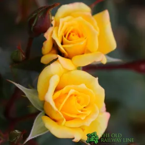 Whartons 'Laura Ford' Yellow Climbing Rose 4Ltr Pot